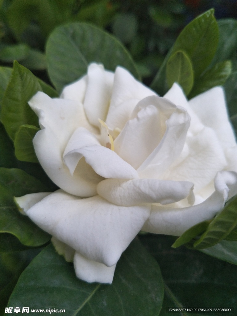 栀子花
