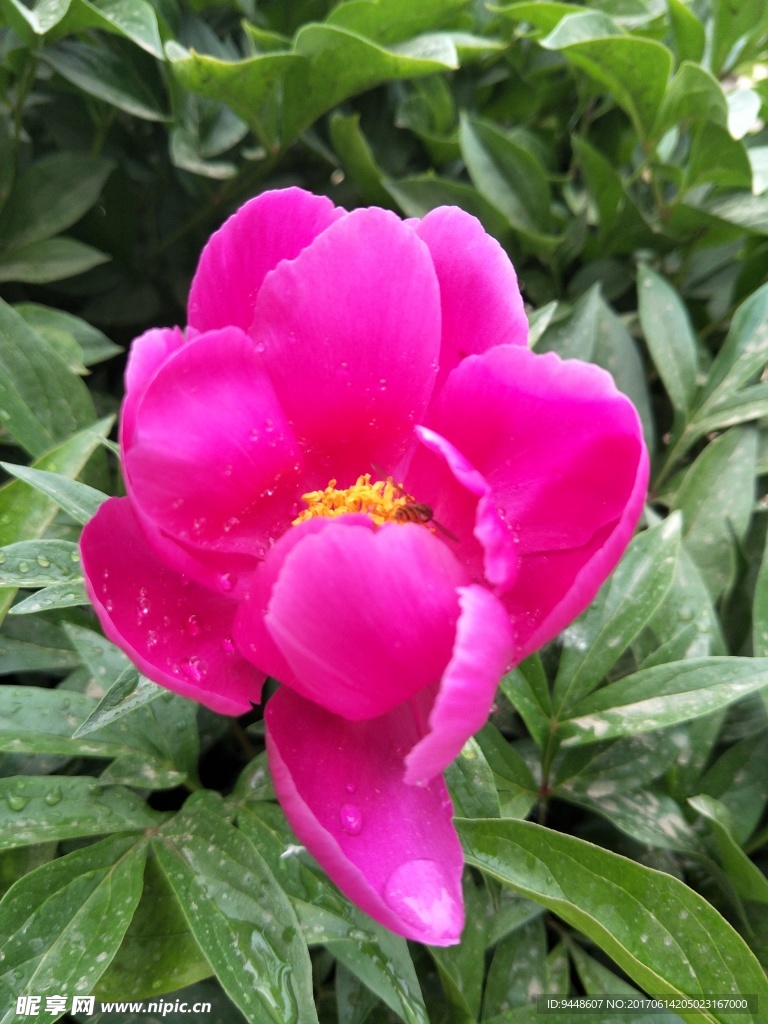 芍药花