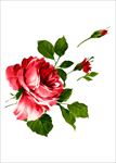 花朵花卉绿叶矢量图下载