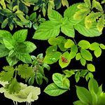 叶子树枝树叶薄荷叶高清分层图