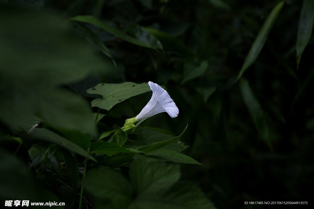 喇叭花