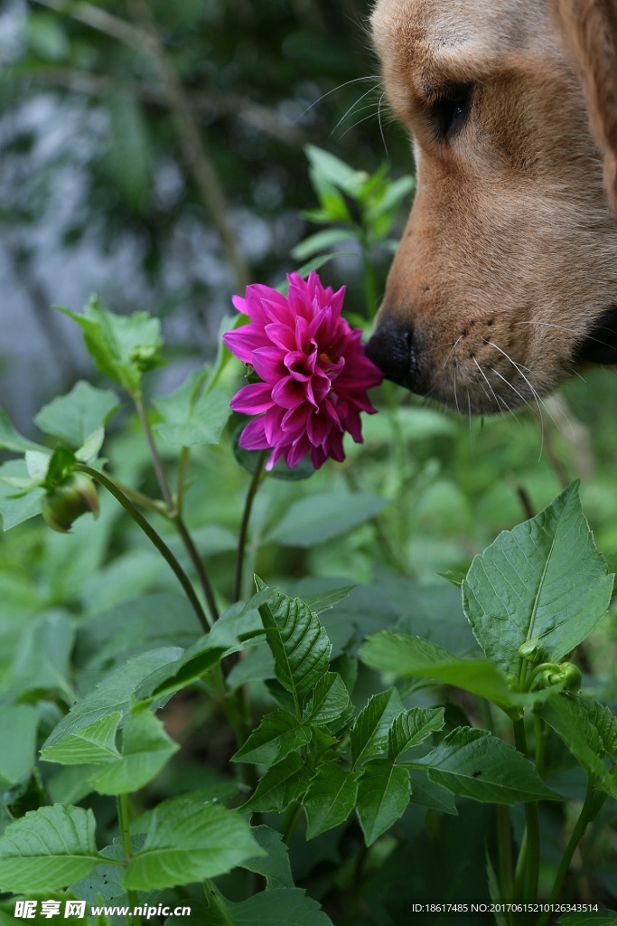 红苕花