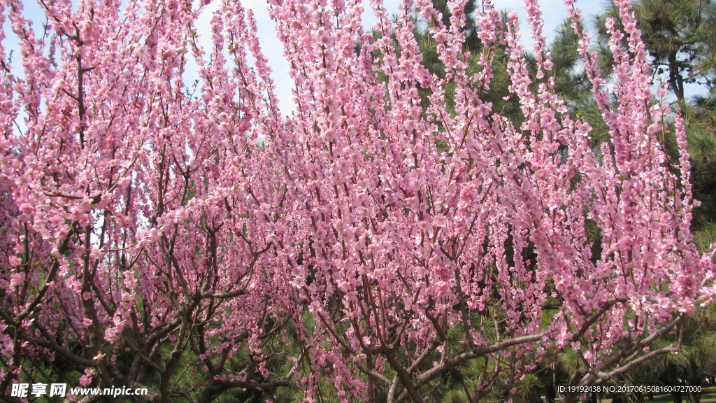 榆叶梅