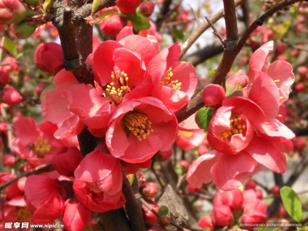 贴梗海棠花