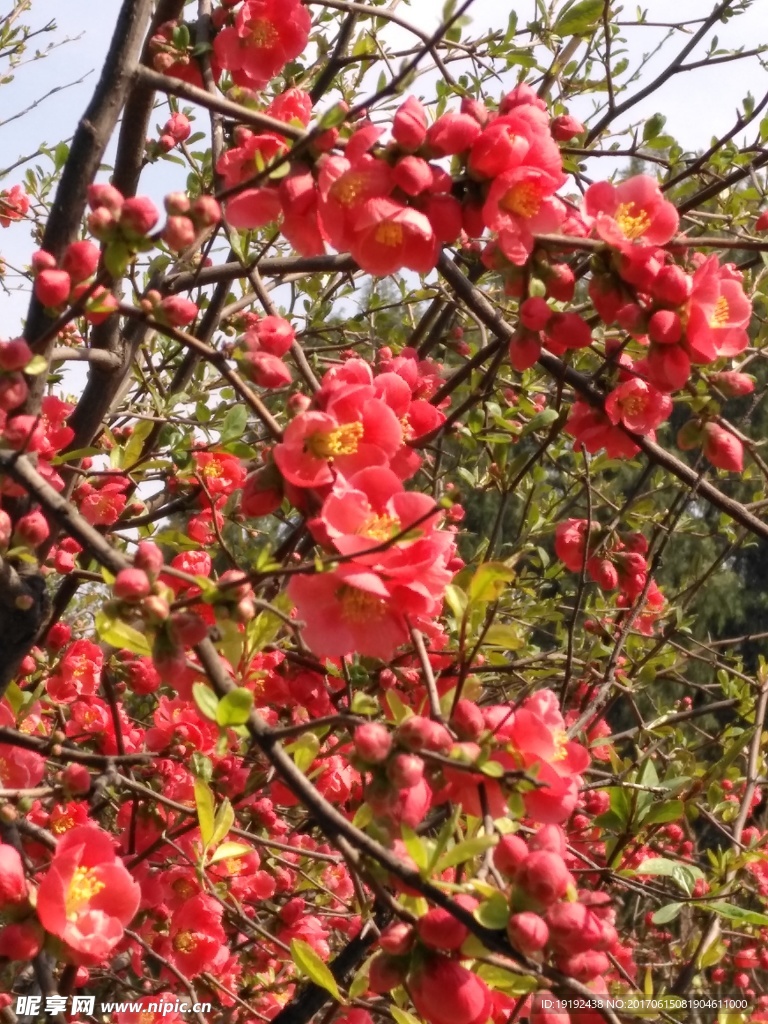 贴梗海棠花