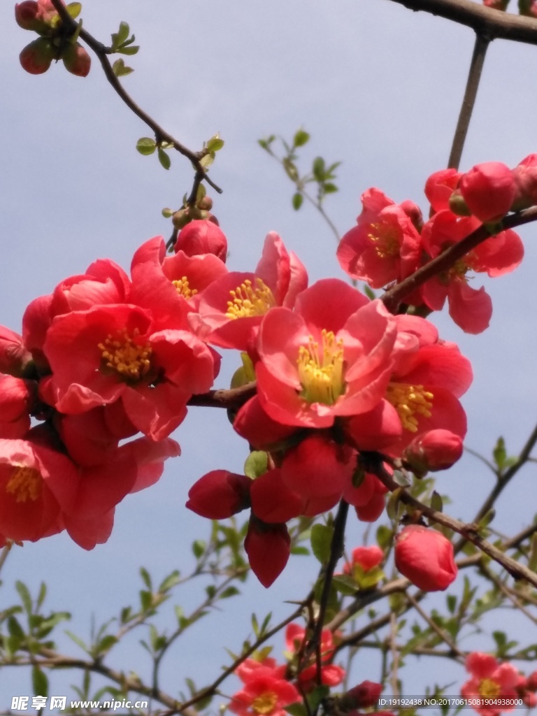 贴梗海棠花