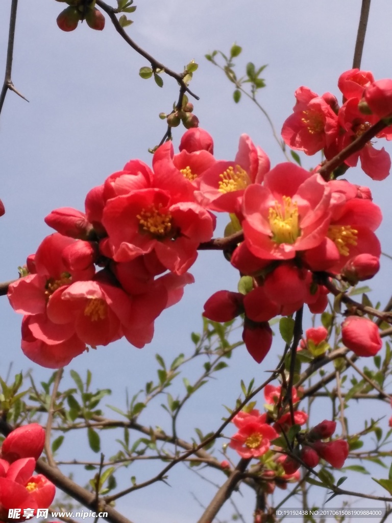 贴梗海棠花