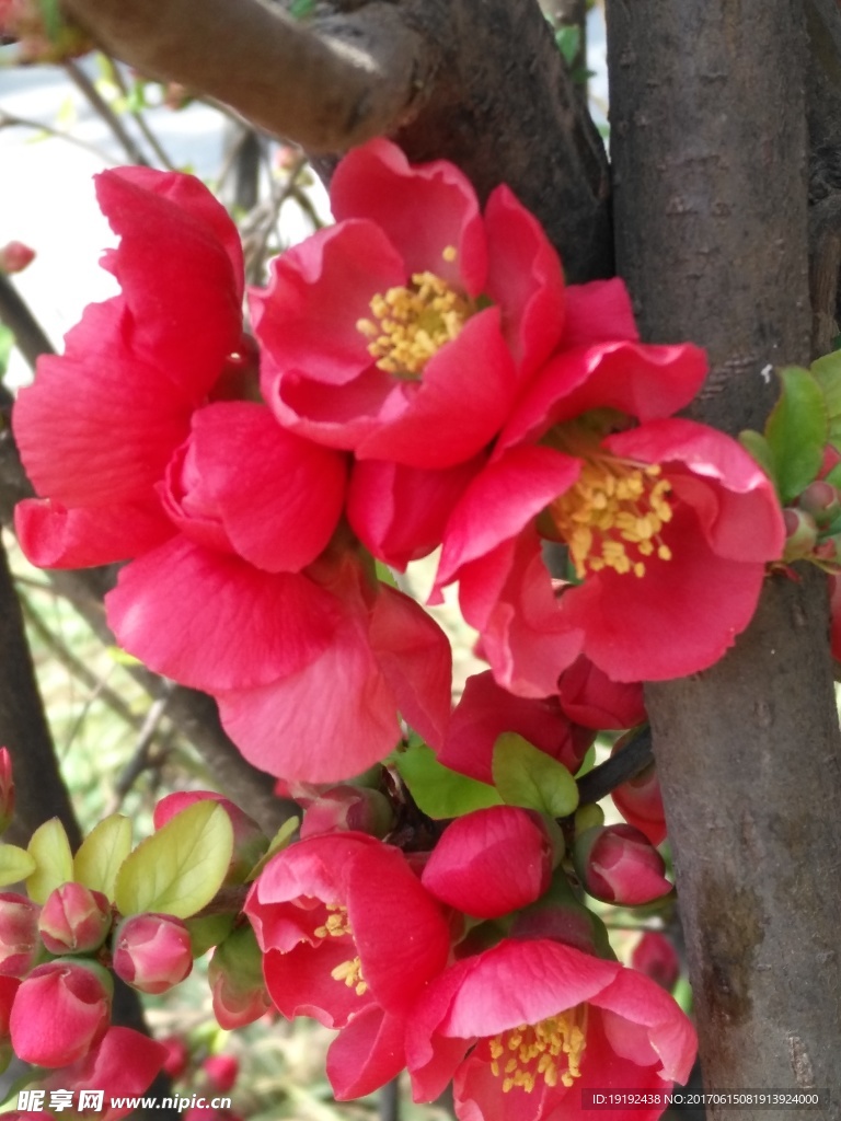 贴梗海棠花