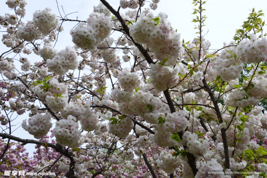 樱花
