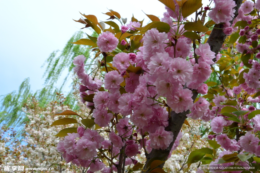 樱花