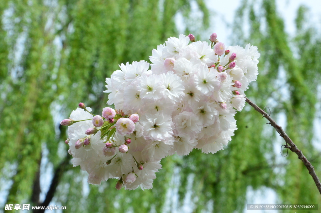 樱花