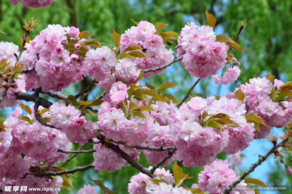 樱花