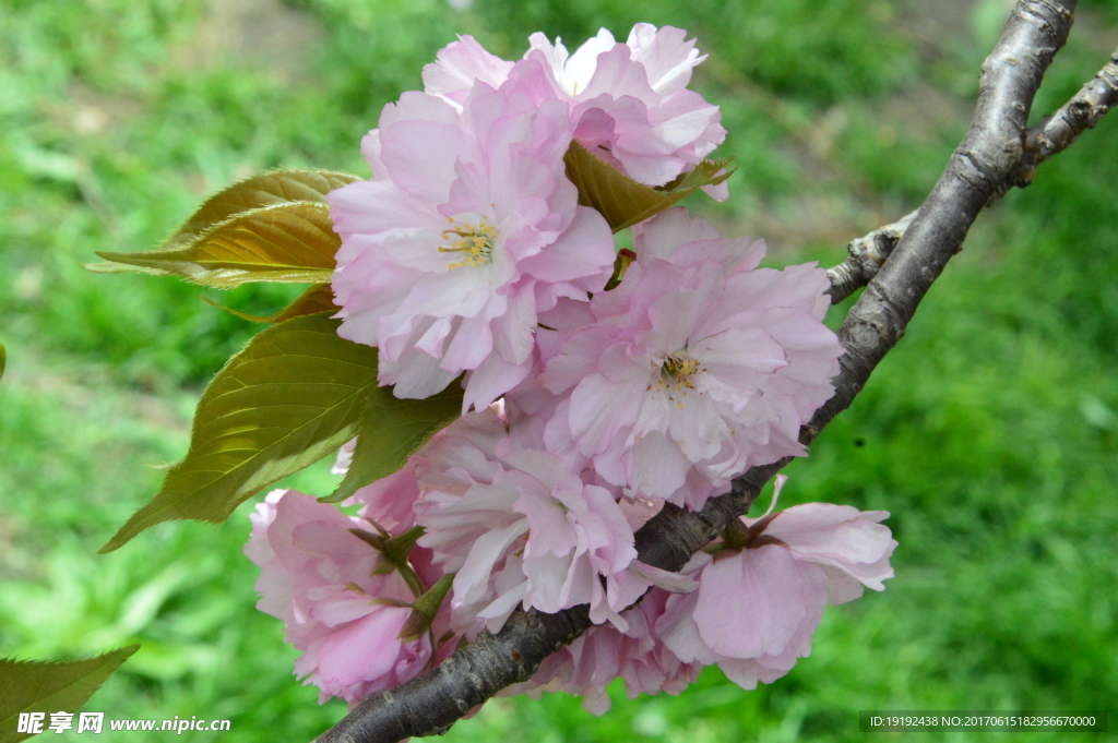 樱花