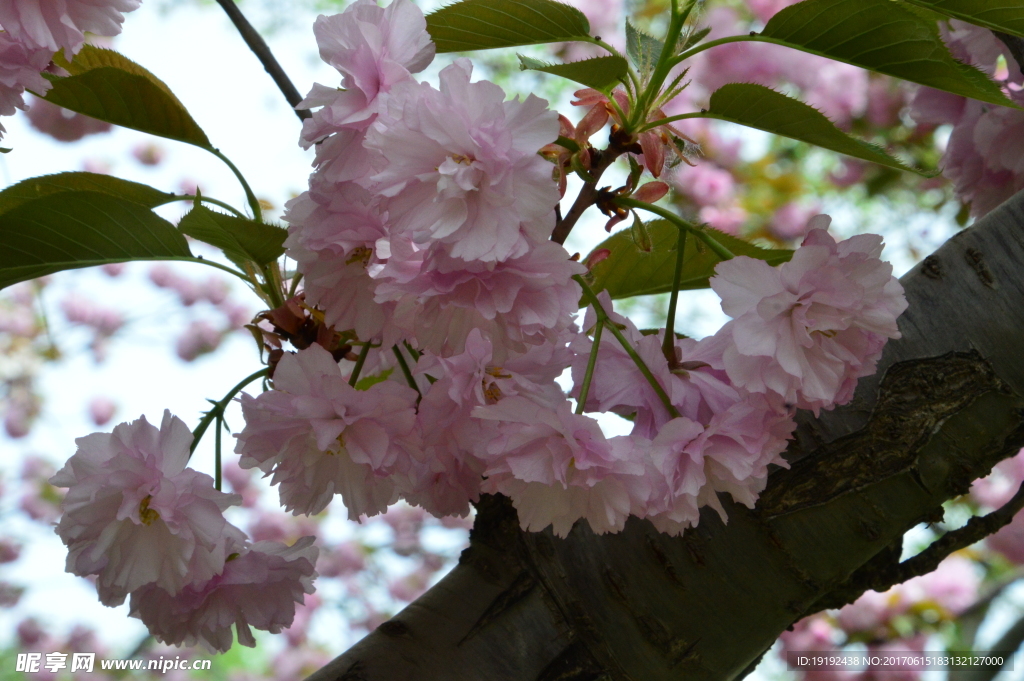 樱花
