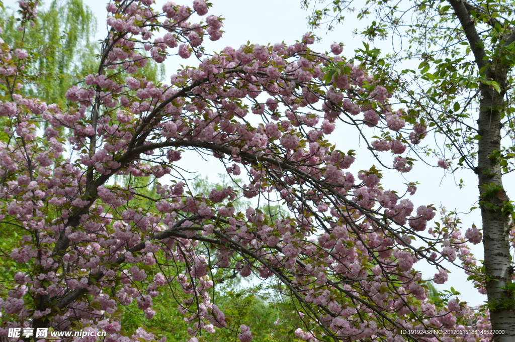 樱花