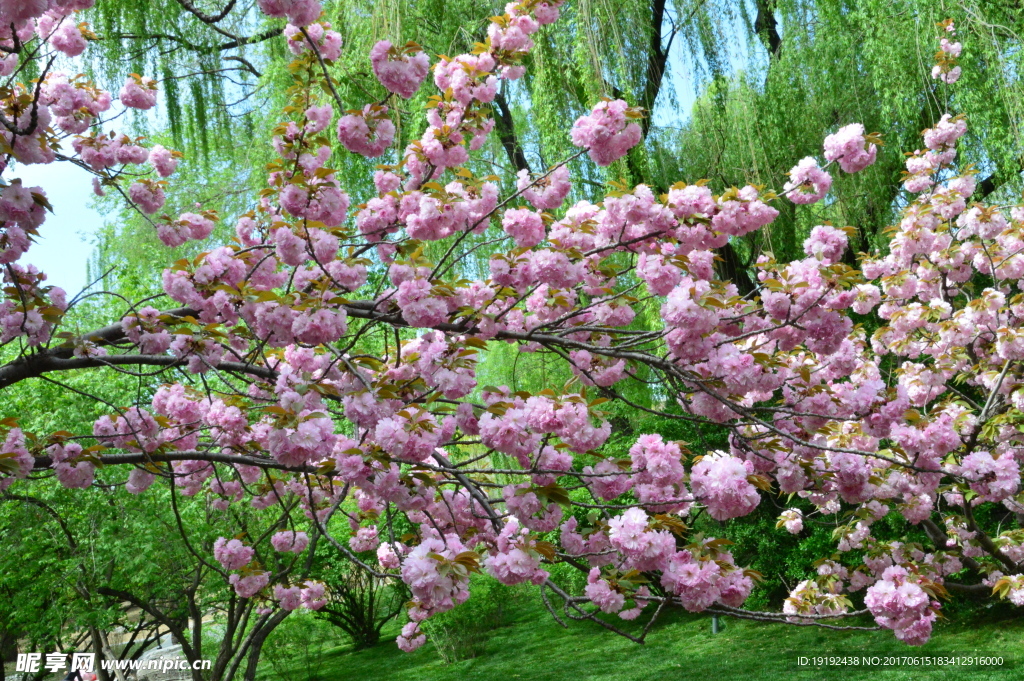 樱花