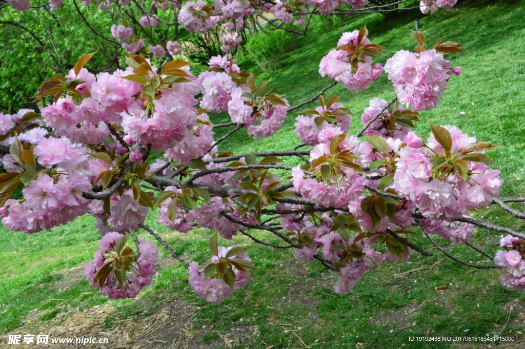 樱花