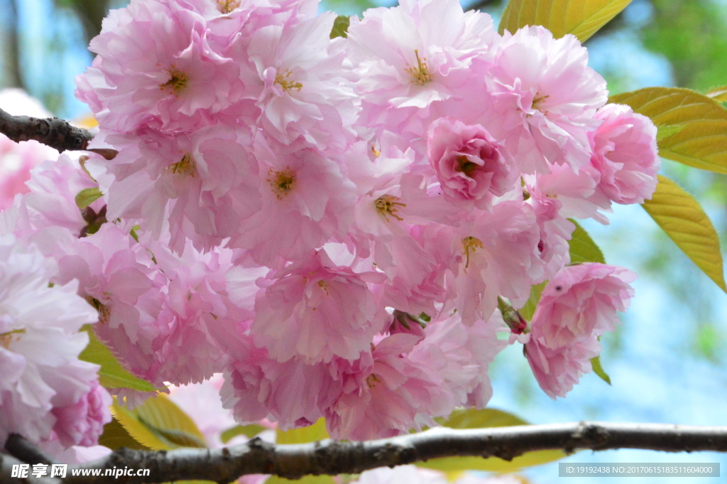樱花