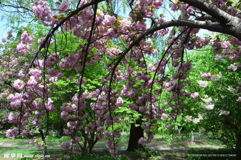 樱花