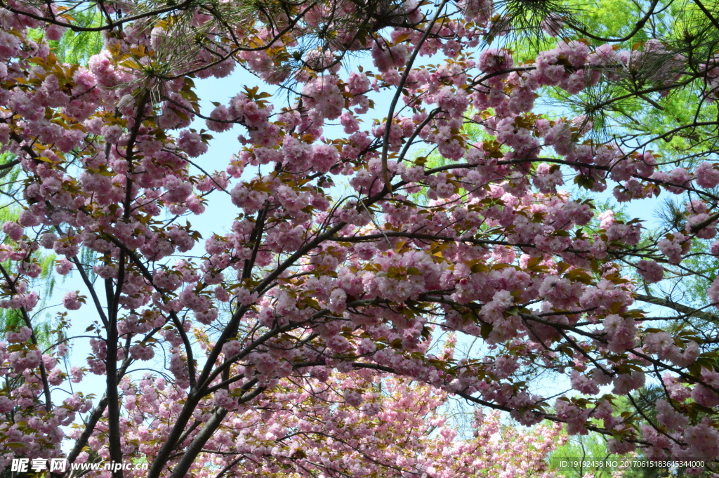樱花