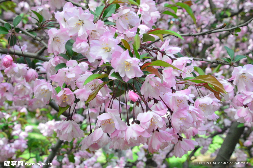 樱花