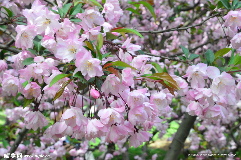樱花