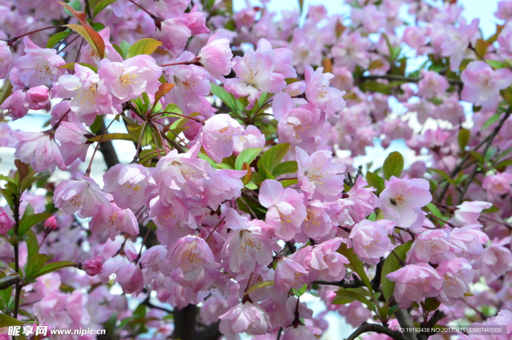 樱花
