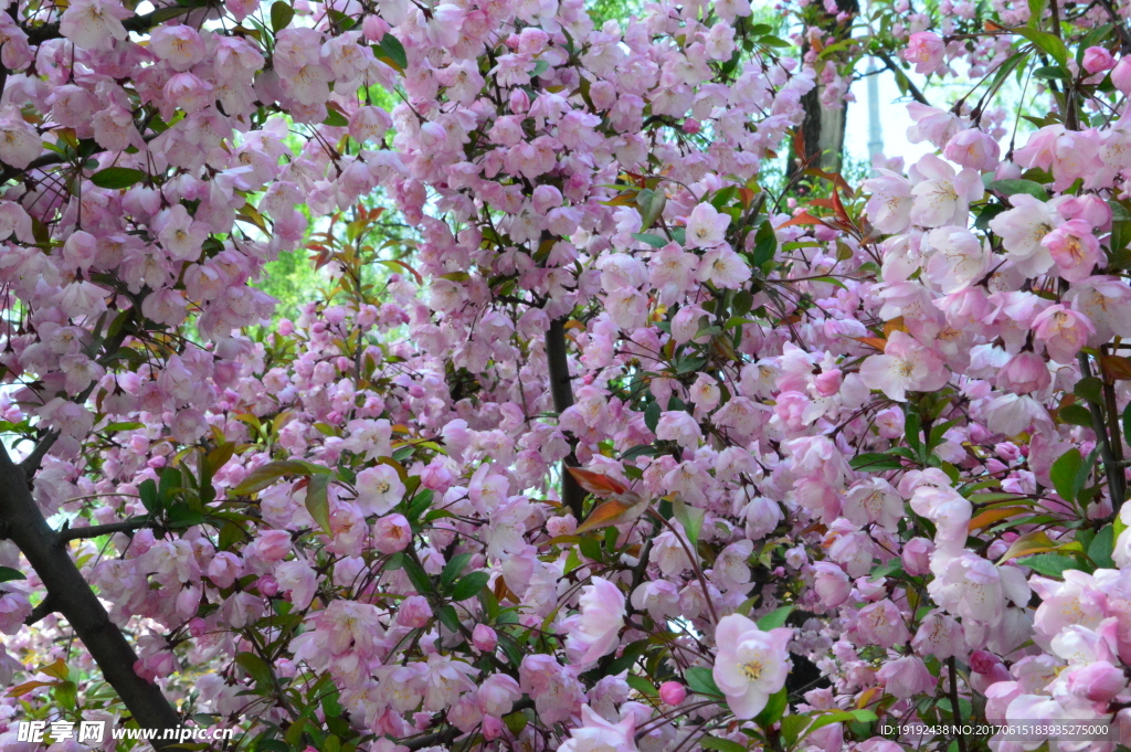 樱花