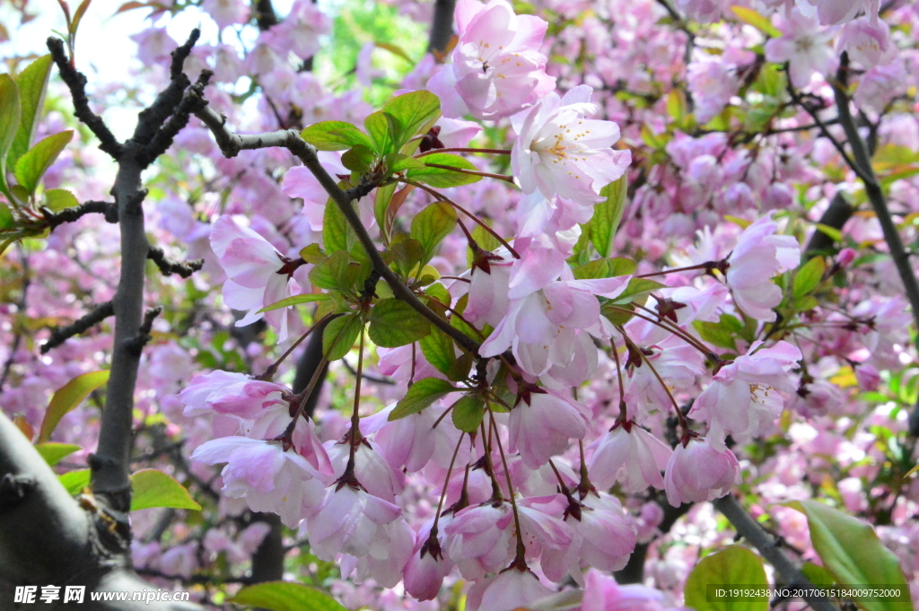 樱花