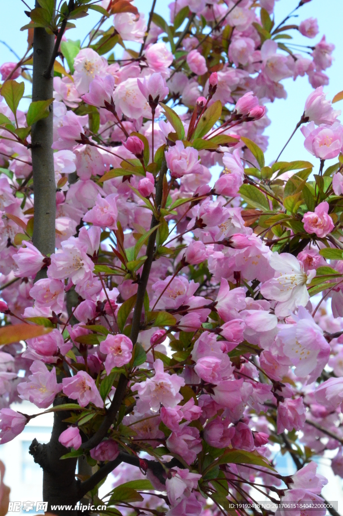 樱花