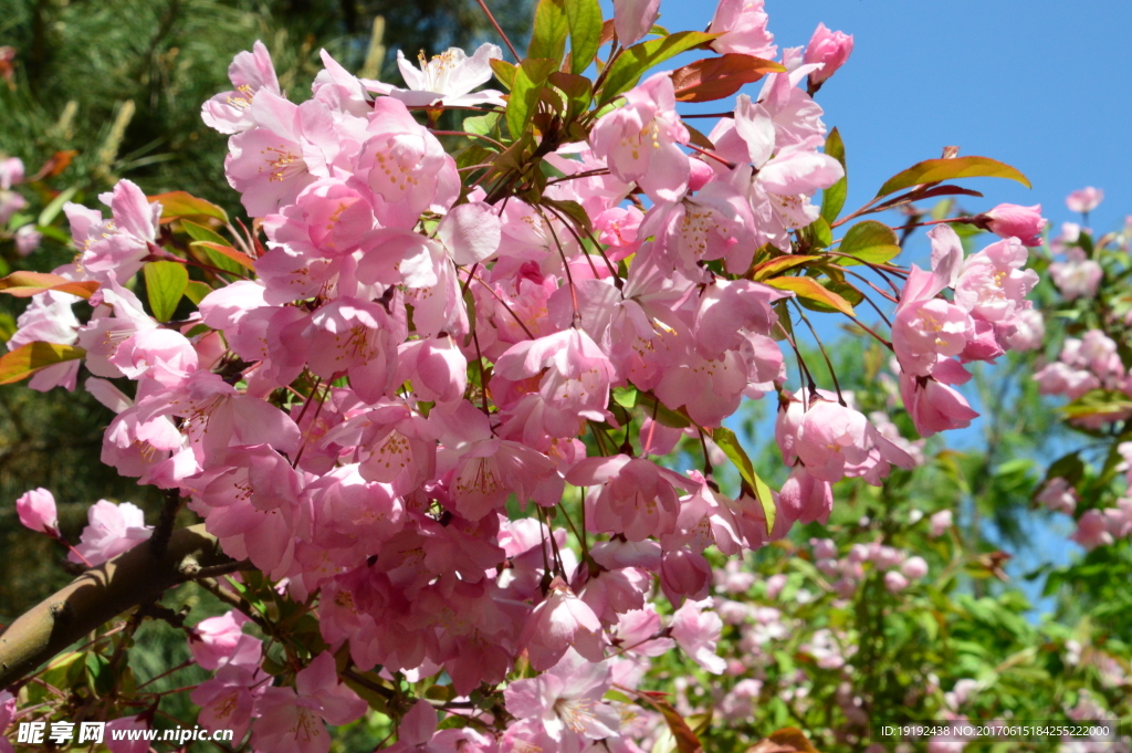 樱花
