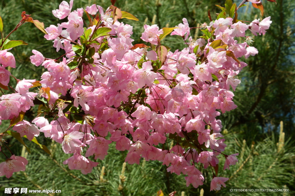 樱花