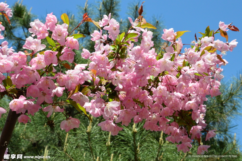 樱花