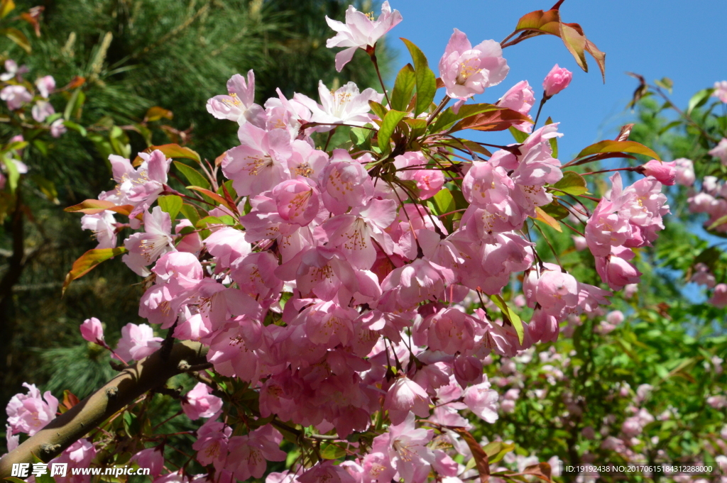 樱花