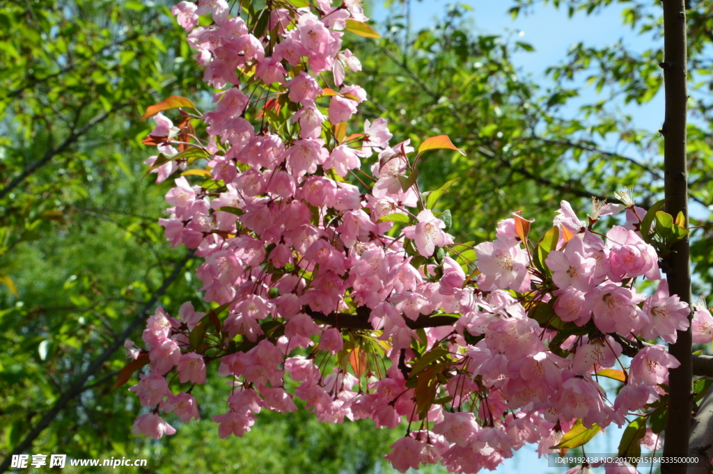 樱花