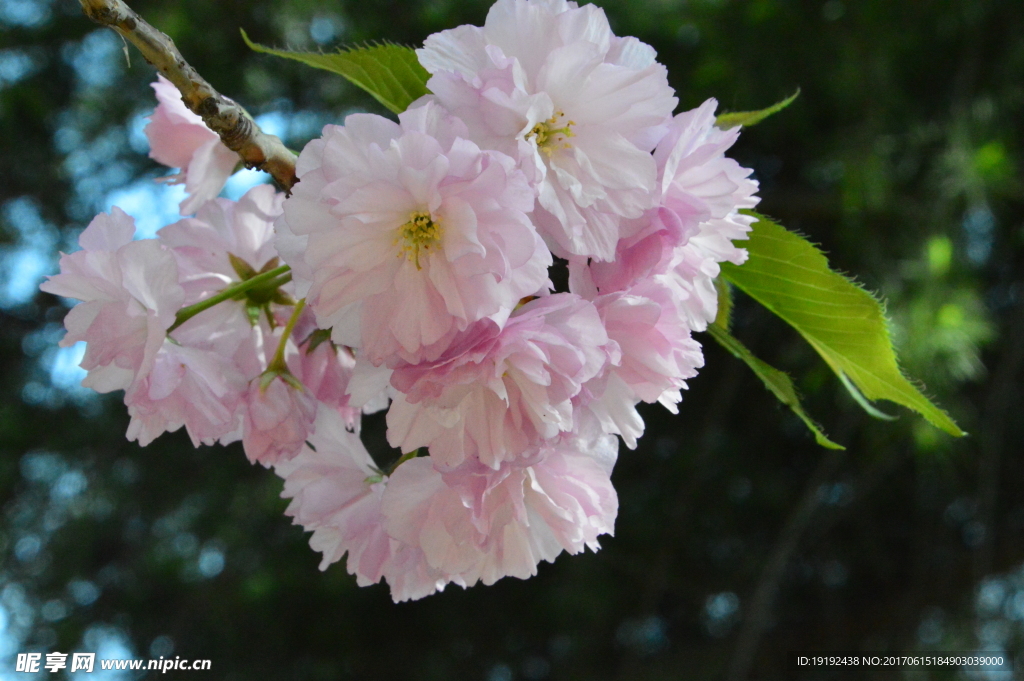 樱花