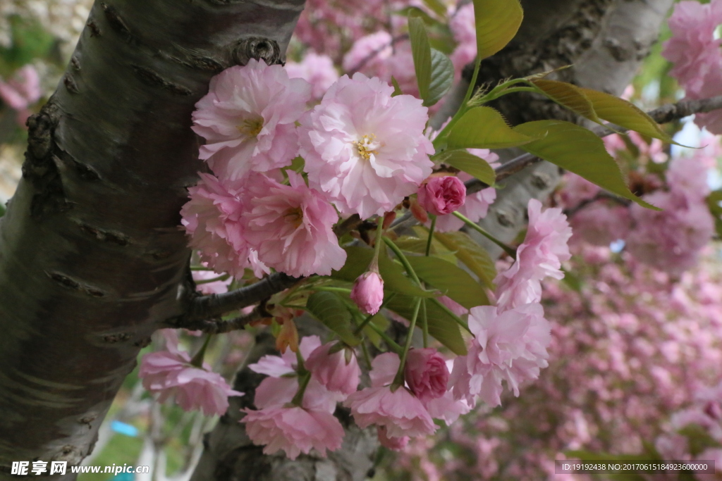 樱花
