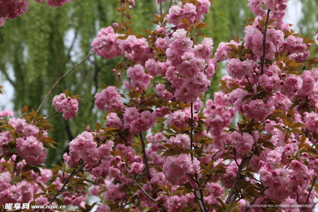 樱花