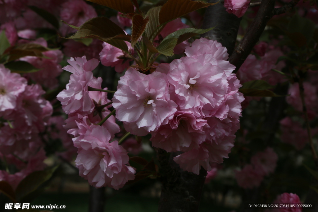 樱花