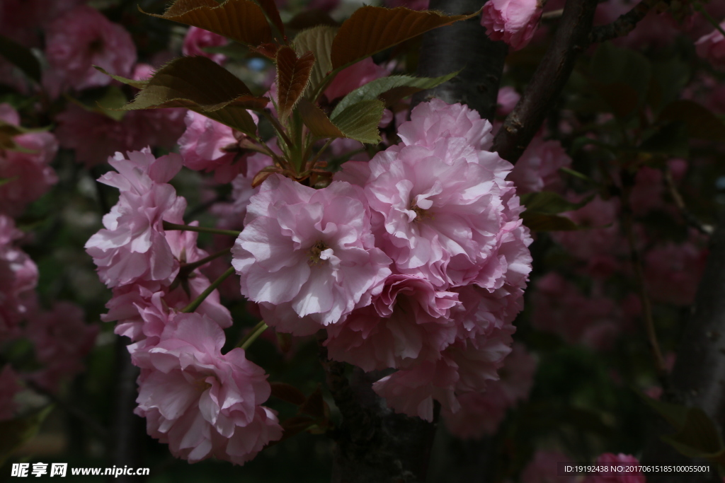 樱花