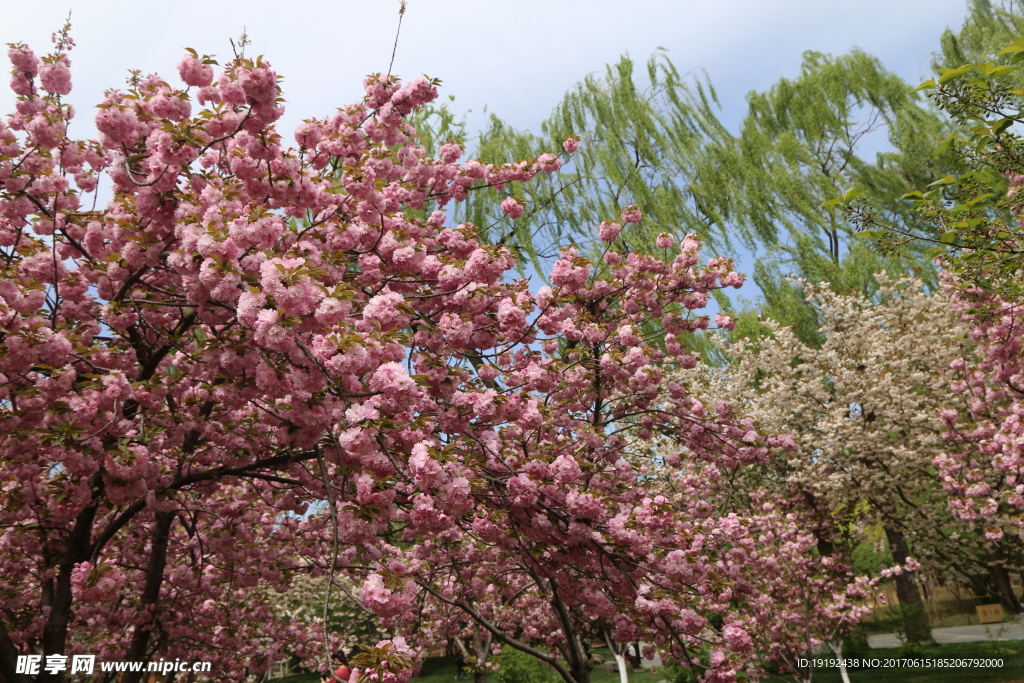 樱花