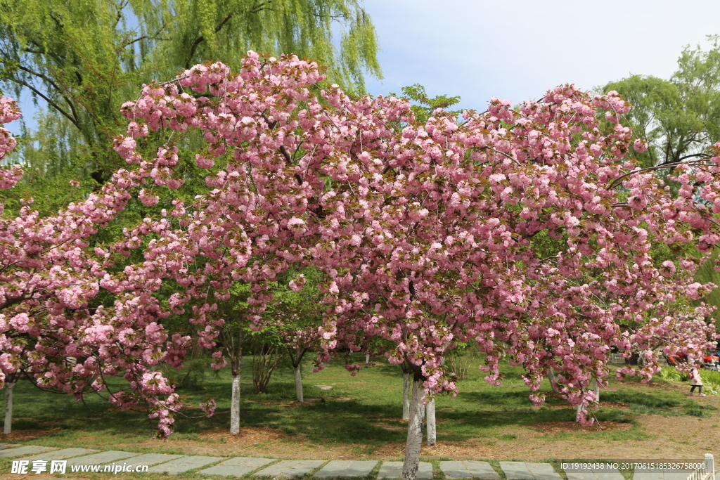 樱花