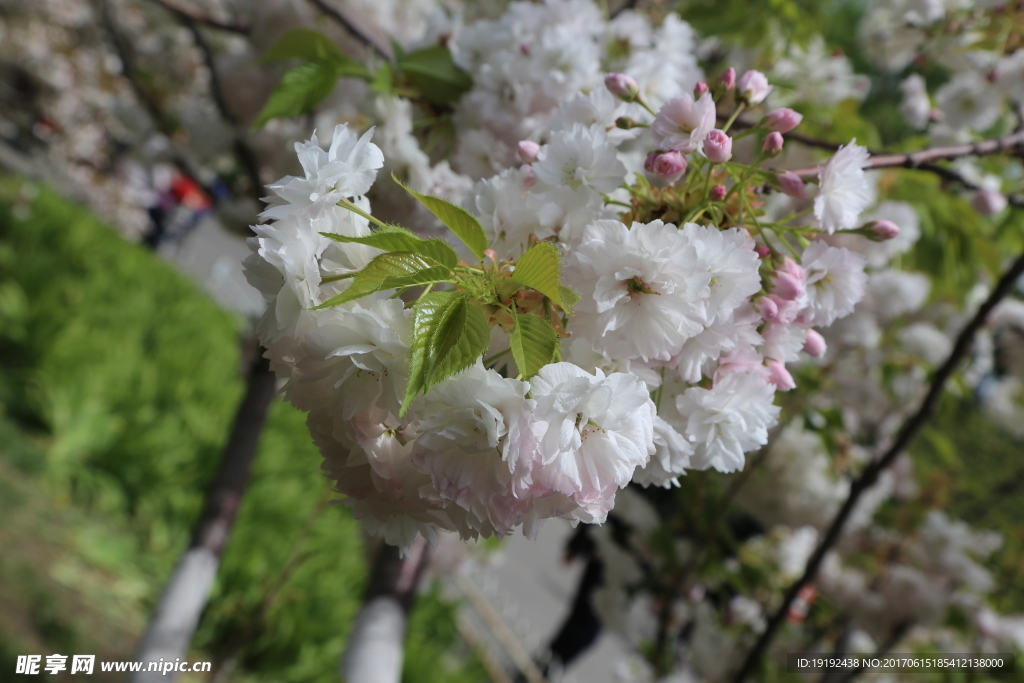 樱花