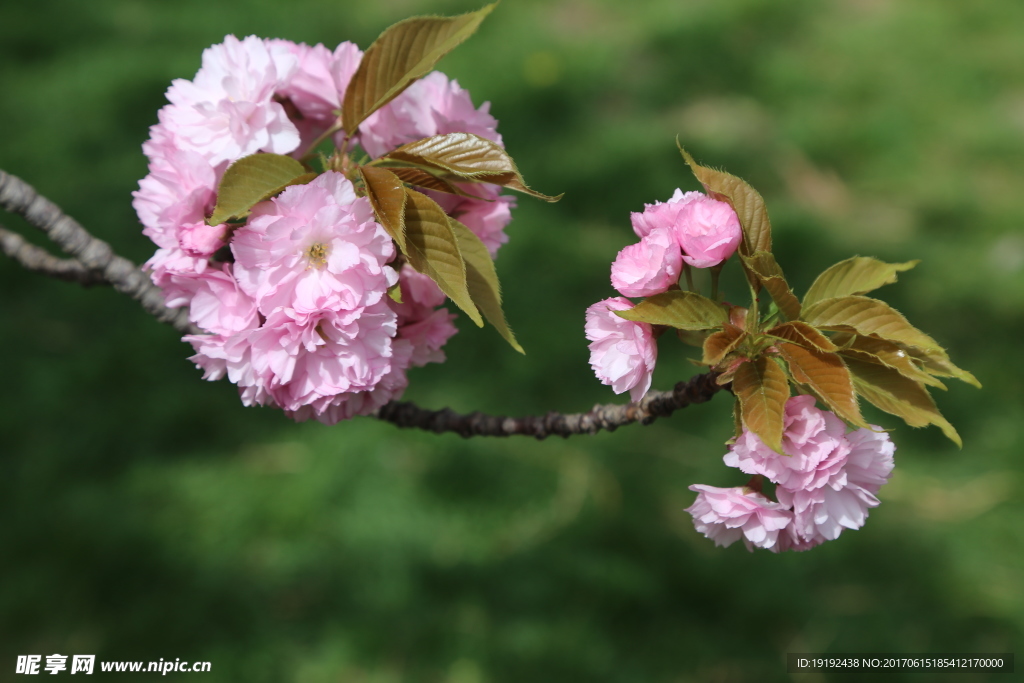 樱花