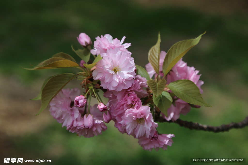 樱花
