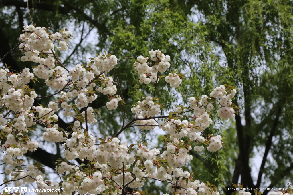 樱花