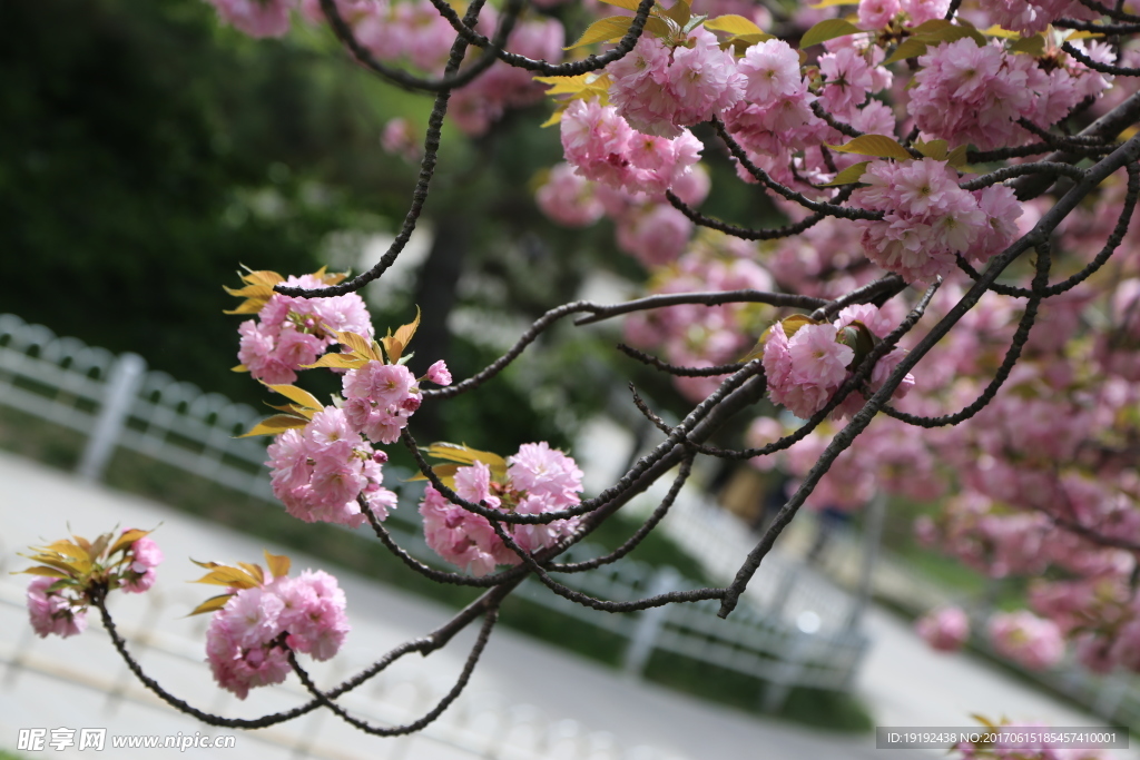 樱花