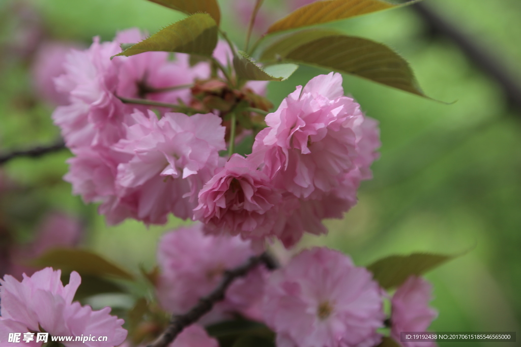樱花