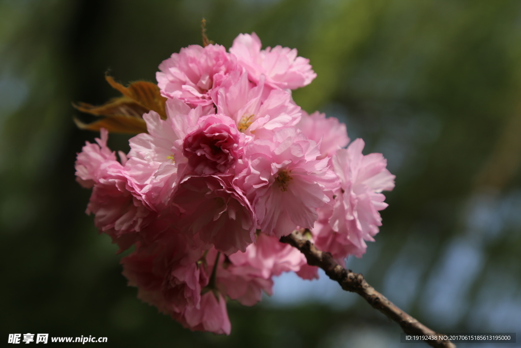 樱花