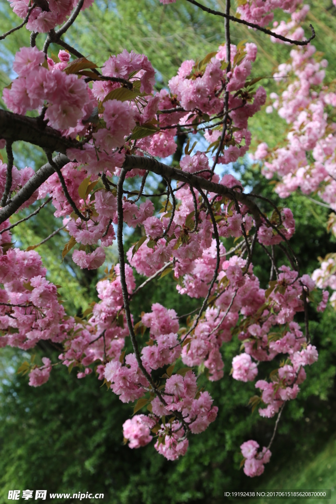 樱花